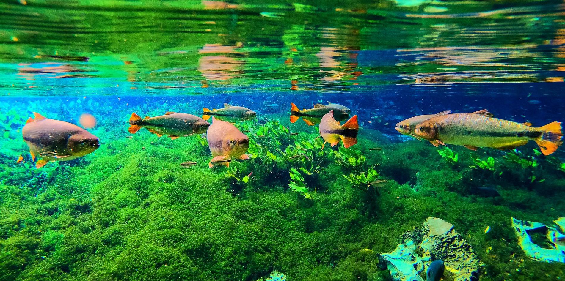 Em Bonito, programa Rios Cristalinos será lançado pela Prefeitura com parceira da Sanesul e MS Pantanal                                                                                                                                                                                                                                                                                                                                                                                                             